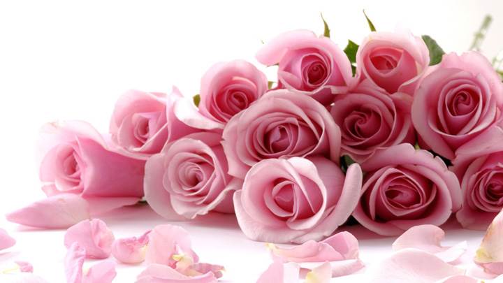 Pink Roses On White Background Closeup